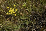 Lomatium caruifolium