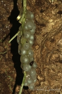 Cruziohyla sylviae