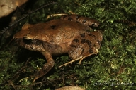 Craugastor podiciferus