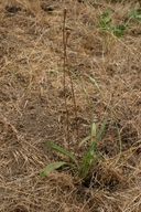 Tragopogon porrifolius