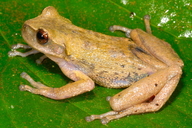 Gastrotheca pachachacae