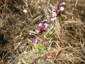 Clarkia springvillensis
