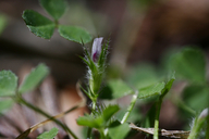 Trifolium trichocalyx