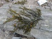Knotted Wrack