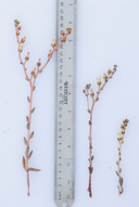 Dudleya abramsii ssp. bettinae