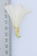 Calystegia subacaulis ssp. episcopalis
