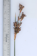 Juncus acutus ssp. leopoldii