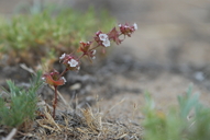 Photo of Mucronea californica
