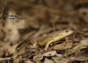 Red-marked Skink