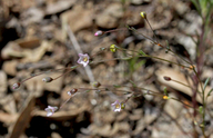 Small-flowered Western-flax