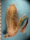 Acmispon brachycarpus