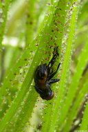 Drosophyllum lusitanicum