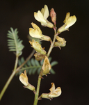Astragalus undet