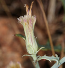 Stephanomeria parryi