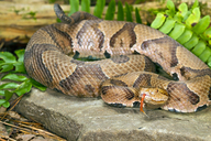 Agkistrodon contortrix mokasen