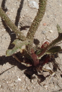 Gilia latiflora ssp. cuyamensis