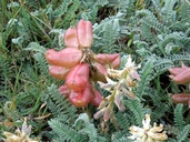 Astragalus curtipes