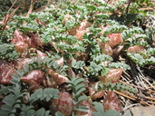 Astragalus lentiginosus var. sierrae