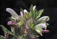 Pedicularis dudleyi
