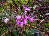 Calypso bulbosa
