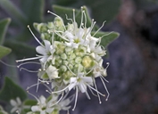Petalonyx thurberi ssp. gilmanii