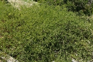 Salpichroa origanifolia
