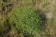 Narrow Leaved Milkweed