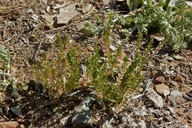 Alkali Pepperweed