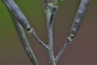 Boechera serpenticola
