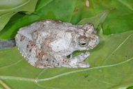 Dendropsophus melanargyreus