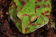 Ceratophrys stolzmanni
