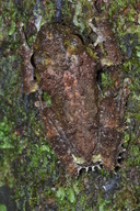 Pseudophilautus cavirostris