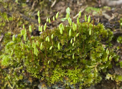 Bryum canariense