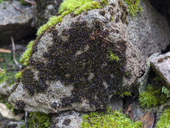 Granite Moss