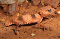 Banded Knob-tailed Gecko