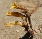 Aphyllon fasciculatum