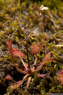 Utricularia minor