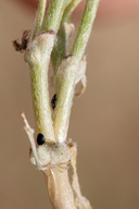 Astragalus sepultipes