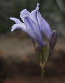 Photo of Triteleia crocea var. modesta