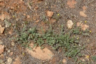 Calystegia occidentalis ssp. fulcrata