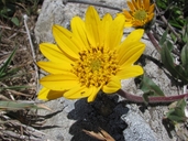 Wyethia angustifolia