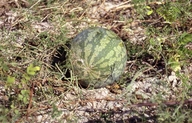 Wild Watermelon