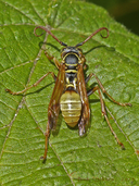 Western Paper Wasp