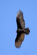 Cathartes aura