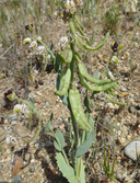 Caulanthus californicus