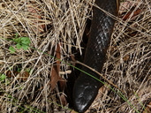 Tasmanian Tiger Snake