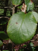 Hibiscus arnottianus ssp. immaculatus