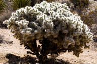 Cylindropuntia echinocarpa