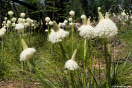 Xerophyllum tenax