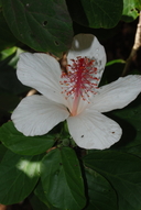 Hibiscus waimeae ssp. hannerae